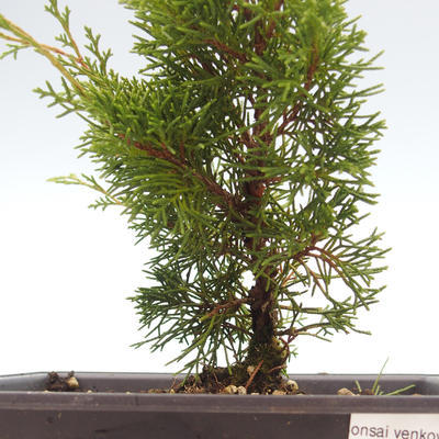 Outdoor bonsai - Juniperus chinensis Itoigawa-Chinese juniper VB2019-26974 - 2