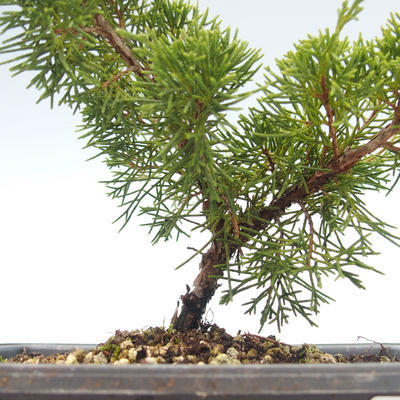 Outdoor bonsai - Juniperus chinensis Itoigawa-Chinese juniper VB2019-26975 - 2