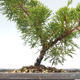 Outdoor bonsai - Juniperus chinensis Itoigawa-Chinese juniper VB2019-26975 - 2/2