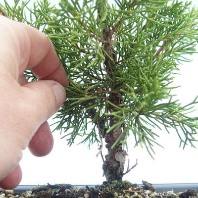 Outdoor bonsai - Juniperus chinensis Itoigawa-Chinese juniper VB2019-26977 - 2