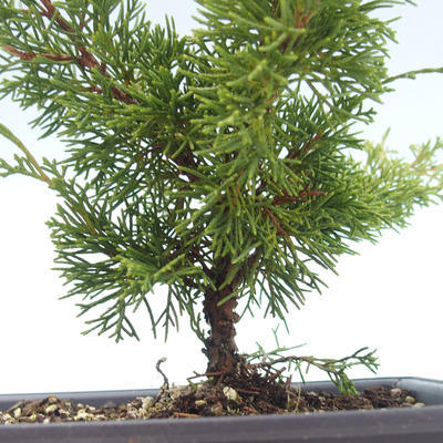 Outdoor bonsai - Juniperus chinensis Itoigawa-Chinese juniper VB2019-26978 - 2