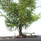 Outdoor bonsai - Juniperus chinensis Itoigawa-Chinese juniper VB2019-26978 - 2/2