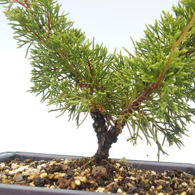 Outdoor bonsai - Juniperus chinensis Itoigawa-Chinese juniper VB2019-26979 - 2