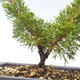 Outdoor bonsai - Juniperus chinensis Itoigawa-Chinese juniper VB2019-26979 - 2/2