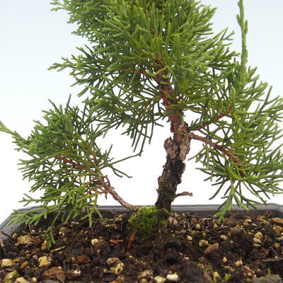 Outdoor bonsai - Juniperus chinensis Itoigawa-Chinese juniper VB2019-26980 - 2