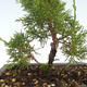 Outdoor bonsai - Juniperus chinensis Itoigawa-Chinese juniper VB2019-26980 - 2/2