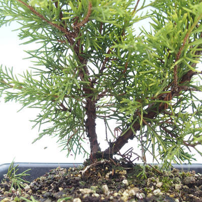 Outdoor bonsai - Juniperus chinensis Itoigawa-Chinese juniper VB2019-26982 - 2
