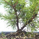 Outdoor bonsai - Juniperus chinensis Itoigawa-Chinese juniper VB2019-26982 - 2/2