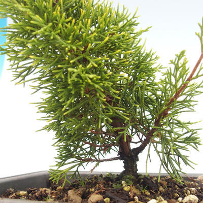 Outdoor bonsai - Juniperus chinensis Itoigawa-Chinese juniper VB2019-26983 - 2