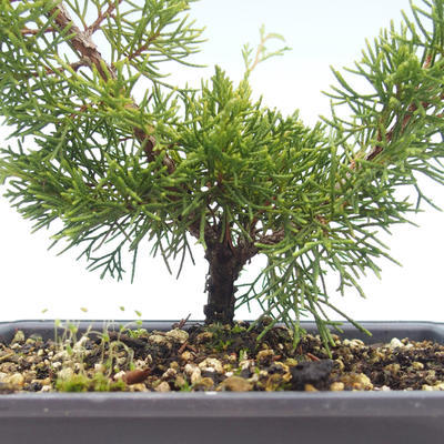 Outdoor bonsai - Juniperus chinensis Itoigawa-Chinese juniper VB2019-26984 - 2