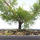 Outdoor bonsai - Juniperus chinensis Itoigawa-Chinese juniper VB2019-26984 - 2/2