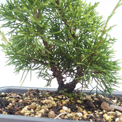 Outdoor bonsai - Juniperus chinensis Itoigawa-Chinese juniper VB2019-26988 - 2