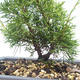 Outdoor bonsai - Juniperus chinensis Itoigawa-Chinese juniper VB2019-26988 - 2/2