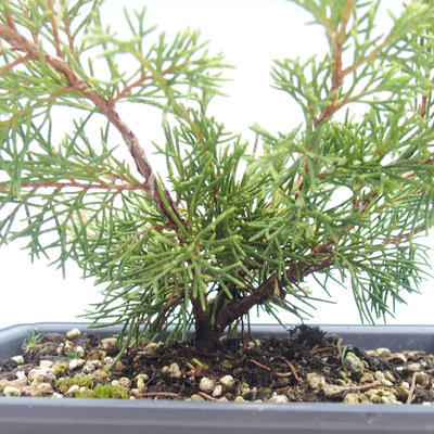 Outdoor bonsai - Juniperus chinensis Itoigawa-Chinese juniper VB2019-26990 - 2
