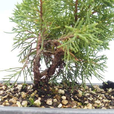 Outdoor bonsai - Juniperus chinensis Itoigawa-Chinese juniper VB2019-26993 - 2