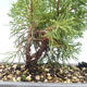 Outdoor bonsai - Juniperus chinensis Itoigawa-Chinese juniper VB2019-26993 - 2/2