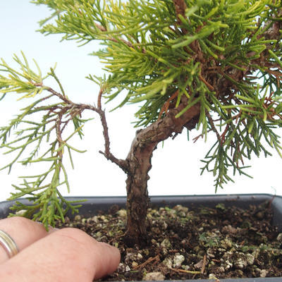 Outdoor bonsai - Juniperus chinensis Itoigawa-Chinese juniper VB2019-26994 - 2