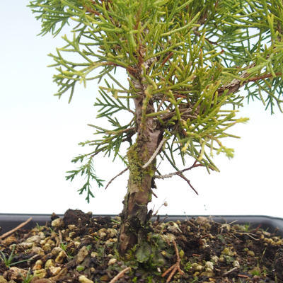 Outdoor bonsai - Juniperus chinensis Itoigawa-Chinese juniper VB2019-26997 - 2