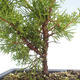 Outdoor bonsai - Juniperus chinensis Itoigawa-Chinese juniper VB2019-26998 - 2/2