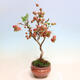 Outdoor bonsai -Malus Halliana - fruited apple - 2/7