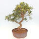 Indoor bonsai - Ficus nerifolia - small-leaved ficus - 2/5