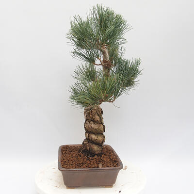 Outdoor bonsai - Pinus parviflora - White Pine - 2