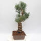 Outdoor bonsai - Pinus parviflora - White Pine - 2/4