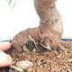 Indoor bonsai - Ficus nerifolia - small-leaved ficus - 2/6