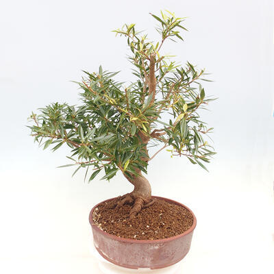 Indoor bonsai - Ficus nerifolia - small-leaved ficus - 2