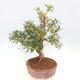 Indoor bonsai - Ficus nerifolia - small-leaved ficus - 2/5