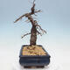 Outdoor bonsai -Larix decidua - Larch - 2/5