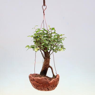 Kokedama in ceramic - Ulmus parvifolia - small-leaved elm - 2