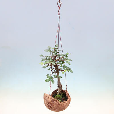Kokedama in ceramic - Ulmus parvifolia - small-leaved elm - 2