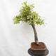 Outdoor bonsai Quercus Cerris - Oak Cer - 2/5