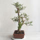 Indoor Bonsai - Fraxinus uhdeii - Indoor Ash - 2/6