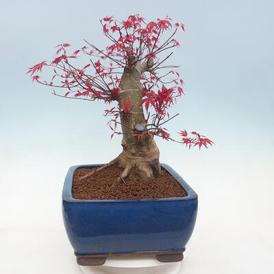 Outdoor bonsai - Maple palmatum DESHOJO - Maple palm leaf - 2