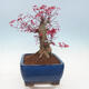 Outdoor bonsai - Maple palmatum DESHOJO - Maple palm leaf - 2/6