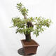 Outdoor bonsai Quercus Cerris - Oak Cer - 2/6