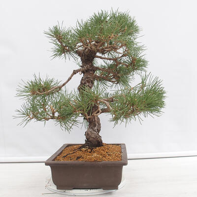 Outdoor bonsai - Pinus thunbergii - Thunberg pine - 2