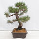 Outdoor bonsai - Pinus thunbergii - Thunberg pine - 2/5