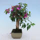Indoor bonsai - Bouganwilea - 2/4