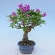 Indoor bonsai - Bouganwilea - 2/4
