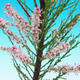 Outdoor bonsai - Tamaris parviflora Small-leaved Tamarisk 408-VB2019-26795 - 2/3