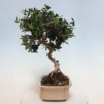 Indoor bonsai - Olea europaea sylvestris - European small-leaved olive oil - 2