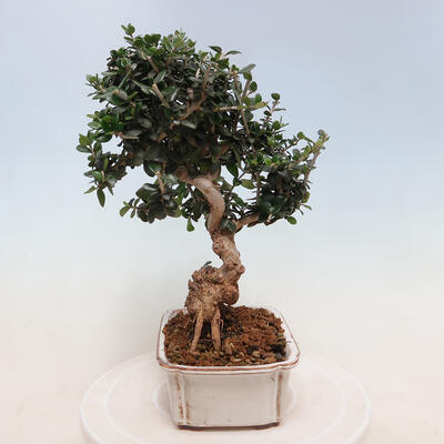 Indoor bonsai - Olea europaea sylvestris - European small-leaved olive oil - 2