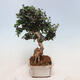 Indoor bonsai - Olea europaea sylvestris - European small-leaved olive oil - 2/5