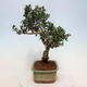 Indoor bonsai - Olea europaea sylvestris - European small-leaved olive oil - 2/5