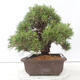 Outdoor bonsai - Pinus thunbergii - Thunberg pine - 2/4