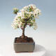 Outdoor bonsai - Malus sargentii - Small-fruited apple tree - 2/6