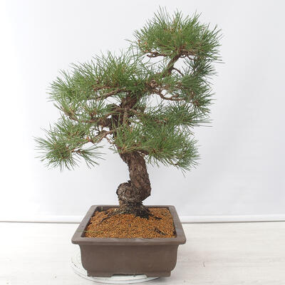 Outdoor bonsai - Pinus thunbergii - Thunberg pine - 2